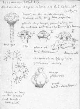 Vorschaubild Nectandra capanahuensis O.C. Schmidt